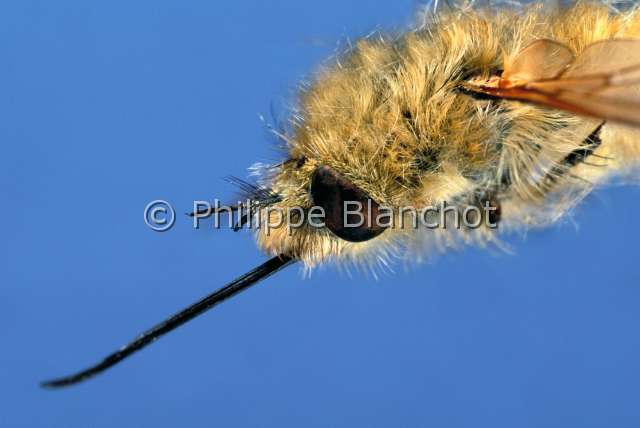 Bombylius major.JPG - Bombylius majorBombyle bichonBee flyDipteraBombylidaeFrance